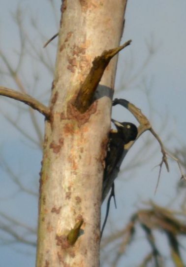 20160509_Zwarte_specht