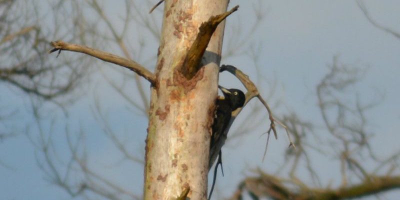 20160509_Zwarte_specht