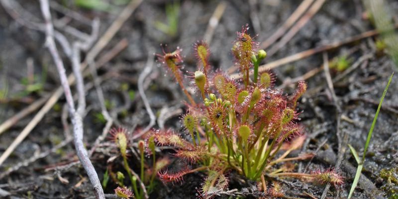 20160611_Kleine_zonnedauw