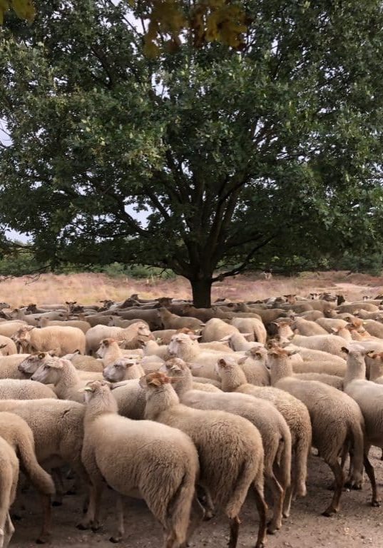 schaap