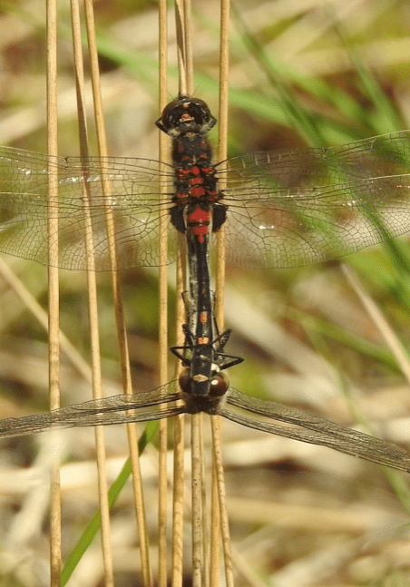 venwitsnuitlibelle