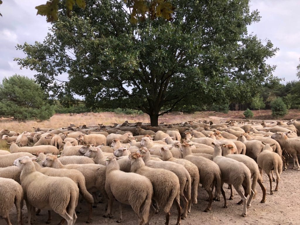 schaap schaap