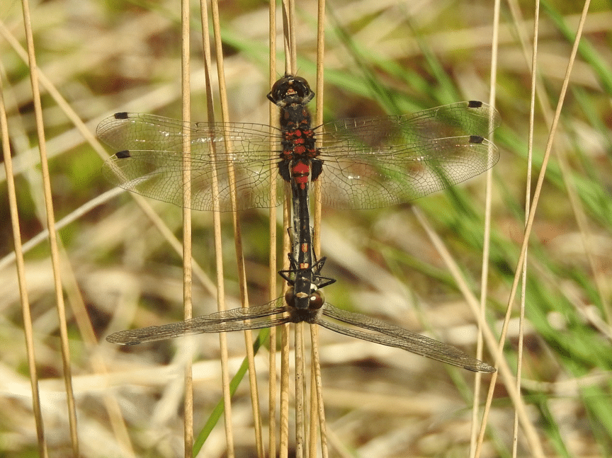 venwitsnuitlibelle